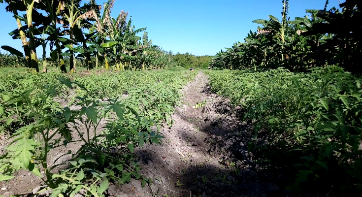 Consolidan producción sostenible en “La Mantonia” de Contramaestre (+Video) 1 Producción escalonada en La Mantonia de Contramaestre