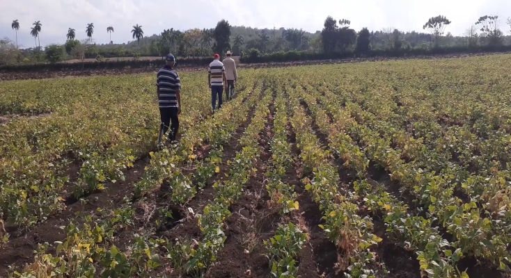 Mantiene estrechos vínculos con productores dirección del Partido en Contramaestre