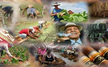 Tabaco es decir Cuba 1 Tabaco cubano el mejor del mundo