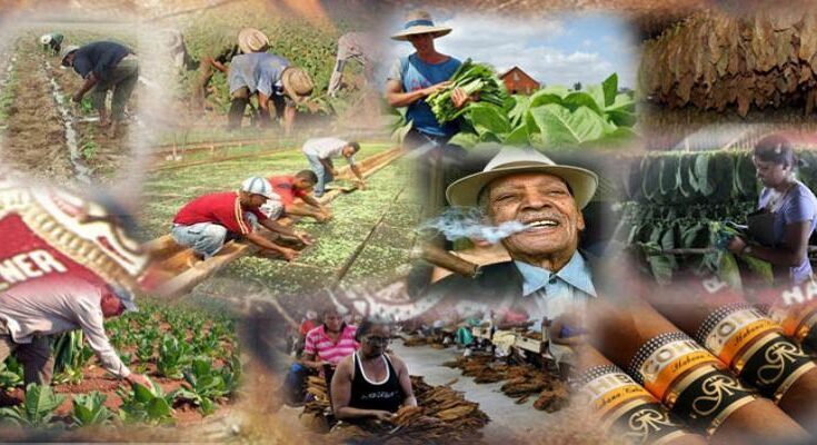 Tabaco cubano el mejor del mundo