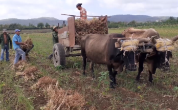 Contramaestre celebra el Día del campesino