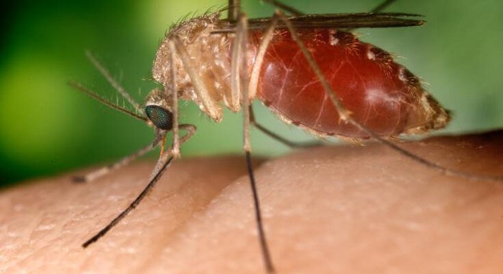 Contramaestre refuerza la vigilancia epidemiológica 1 vigilancia epidemiológica en Contramaestre