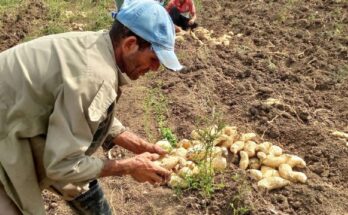 Celebran campesinos el 17 de Mayo