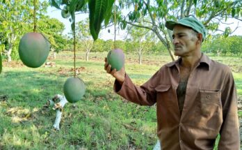 Un quijote de la tierra en Contramaestre
