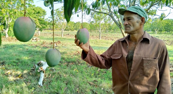 Un quijote de la tierra en Contramaestre