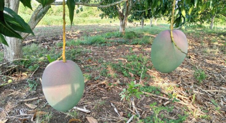 Cosecha de mango en Contramaestre