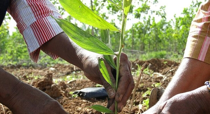 Día del Trabajador Forestal