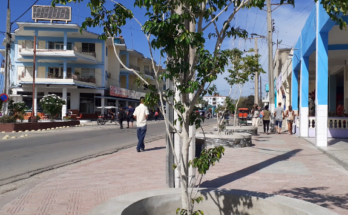 Palo de las auras en Contramaestre