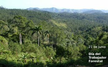 Una vida dedicada a los bosques 5 Guardianes de los Bosques en el día del Trabajador forestal