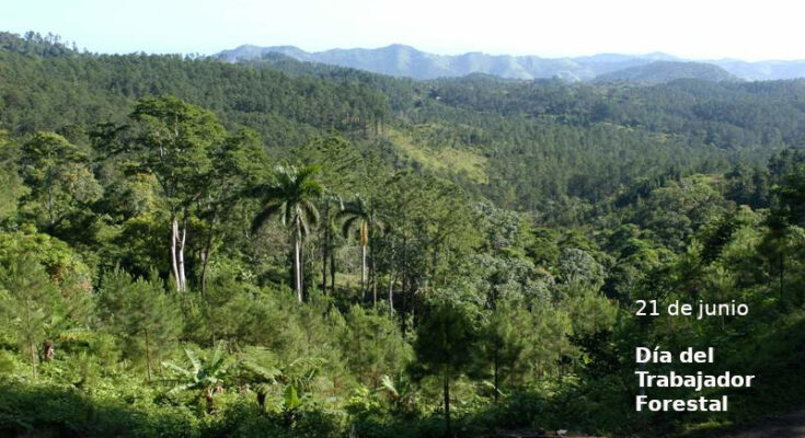 Guardianes de los Bosques en el día del Trabajador forestal
