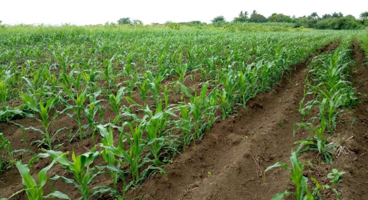 Inicia campaña de primavera en Contramaestre