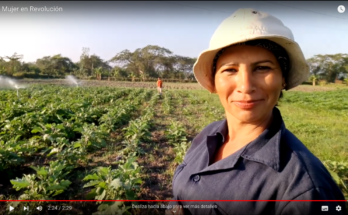 Laritza Brizuela productora de arroz en Contramaestre