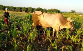 Mujer de Contramaestre en la producción de alimentos