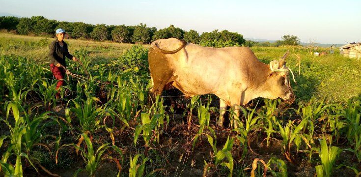 Mujer de Contramaestre en la producción de alimentos