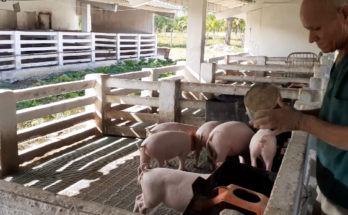 Producción porcina en Contramaestre