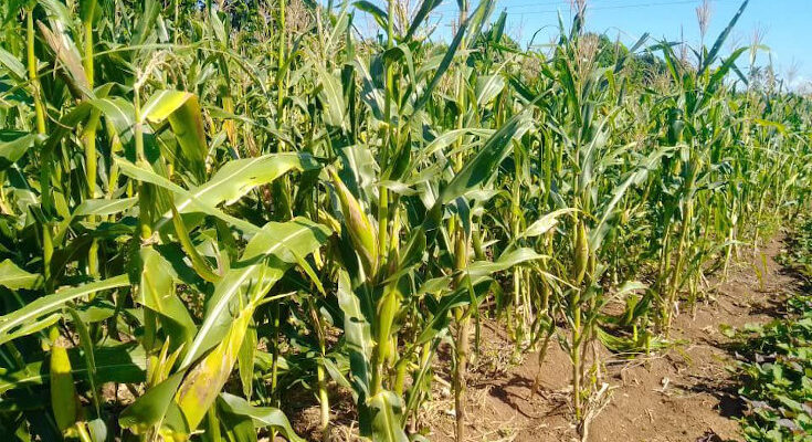 Realizará Movimiento extensionista festival del maiz en Contramaestre