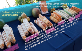 Desarrollan festival del maíz en Contramaestre