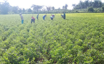 Agroecological practices favor peanut farming in Contramaestre.