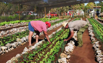 Trabajadores aprovechan áreas agrícolas para su autoconsumo   4 Producir para el autoconsumo