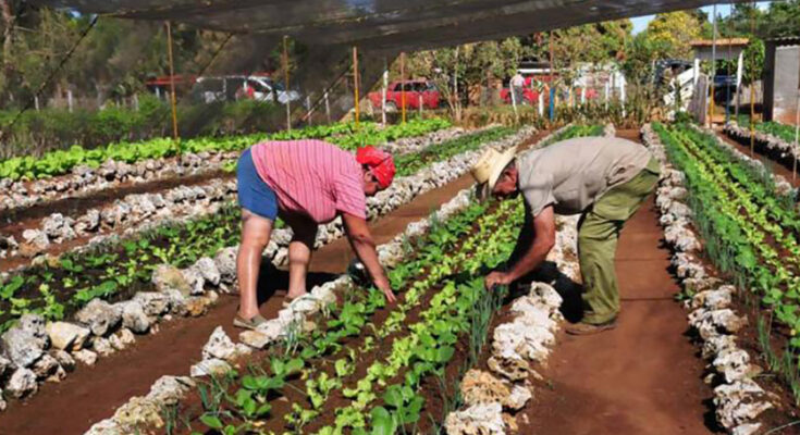 Producir para el autoconsumo
