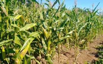 Extensionismo agrario: un camino hacia la seguridad y soberanía alimentaria 6 Extensionismo agrario en Contramaestre