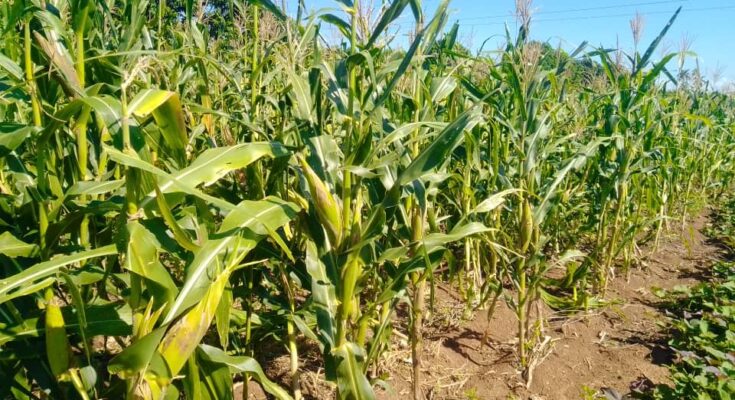 Extensionismo agrario en Contramaestre