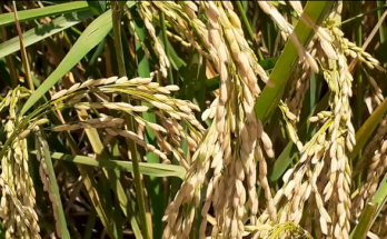 Producción de arroz popular en Contramaestre