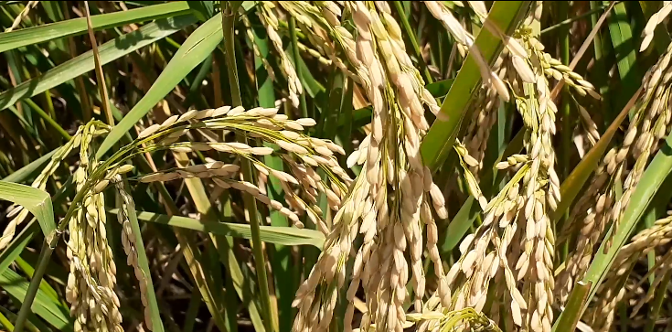 Impulsan cultivo de arroz popular en Contramaestre 1 Producción de arroz popular en Contramaestre
