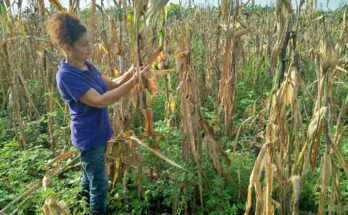 Misleidis Rodríguez, productora extensionista de Contramaestre 1 Productora destacada dentro del extensionismo agrario en Contramaestre