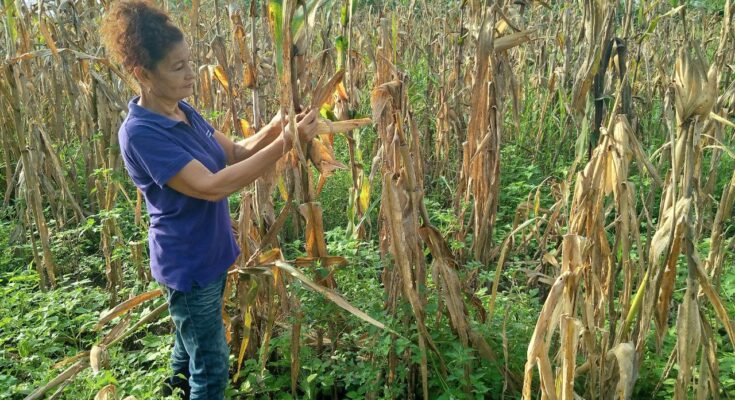 Productora destacada dentro del extensionismo agrario en Contramaestre