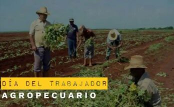 Trabajadores agropecuarios de sol a sol, en todas las temporadas 7 Trabajadores agropecuarios celebran su día