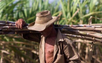 Trabajadores azucareros, brazos y puños de acero 1 Día del Trabajador azucarero