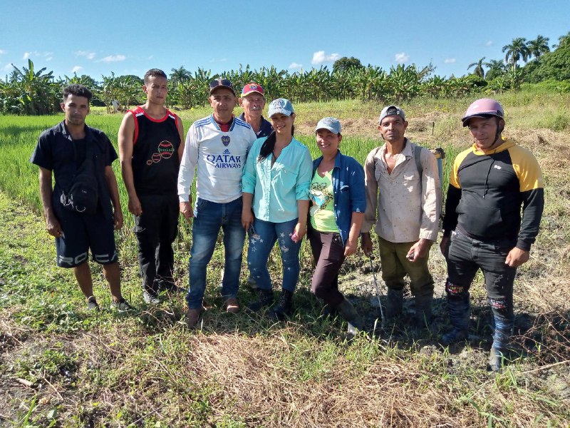 Participan productores extensionistas en taller sobre tecnología del arroz por trasplante manual 2 Sin ccctitulo