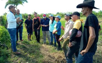 Participan productores extensionistas en taller sobre tecnología del arroz por trasplante manual 6 Productores extensionistas de Contramaestre participan en taller sobre tecnología del arroz por trasplante manual