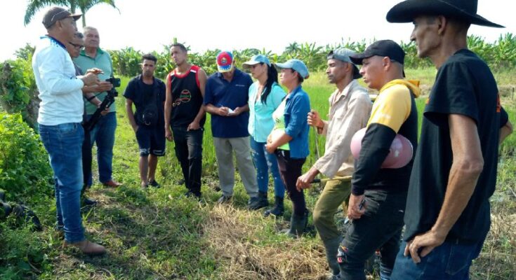 Participan productores extensionistas en taller sobre tecnología del arroz por trasplante manual 1 Productores extensionistas de Contramaestre participan en taller sobre tecnología del arroz por trasplante manual