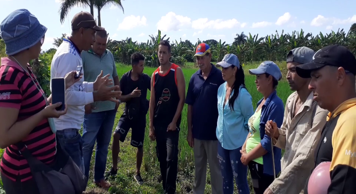 Movimiento extensionista en Contramaestre promueve producción del arroz popular 1 Movimiento extensionista en Contramaestre promueve producción del arroz popular