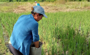 Yumaika Pérez Guerrero, una productora de arroz y miel 5 Yumaika productora de arroz