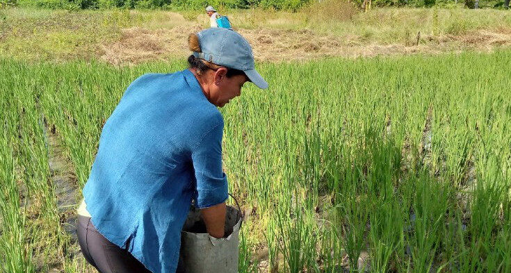 Yumaika Pérez Guerrero, una productora de arroz y miel 1 Yumaika productora de arroz