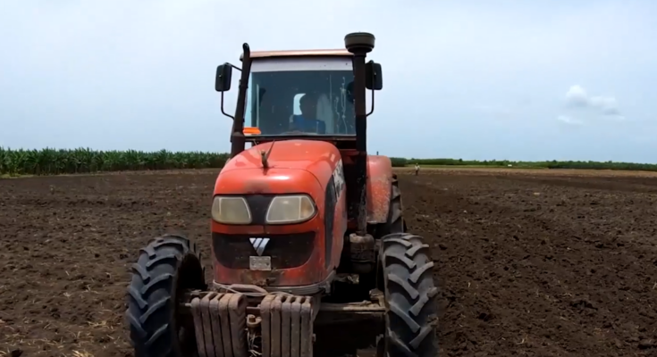 Contramaestre logró avances en la agricultura en el 2024 1 Agricultura de Contramaestre en el 2024