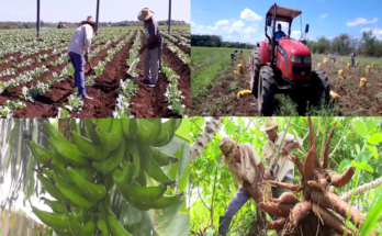 Traza nueva estrategia de trabajo empresa agroindustrial América Libre en polos productivos de Contramaestre 4 Producir más alimentos, principal objetivo en 2025 de la agricultura en Contramaestre