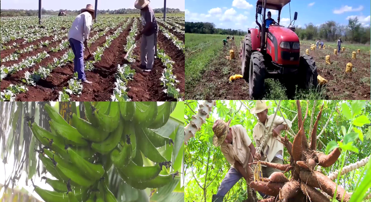 Traza nueva estrategia de trabajo empresa agroindustrial América Libre en polos productivos de Contramaestre 1 Producir más alimentos, principal objetivo en 2025 de la agricultura en Contramaestre