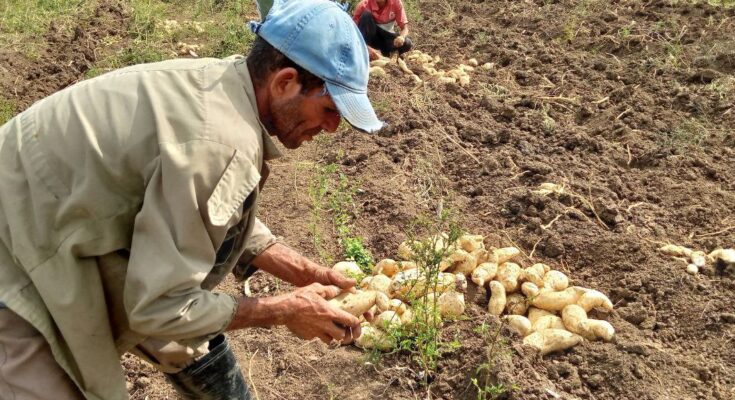 Desafíos de los trabajadores agrícolas de Contramaestre para el 2025 1 Retos de los trabajadores agrícolas de Contramaestre