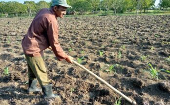 ¿Cómo cierra el sector agrícola de Contramaestre el 2024?   1 Cierre del sector agrícola en Contramaestre en el 2024