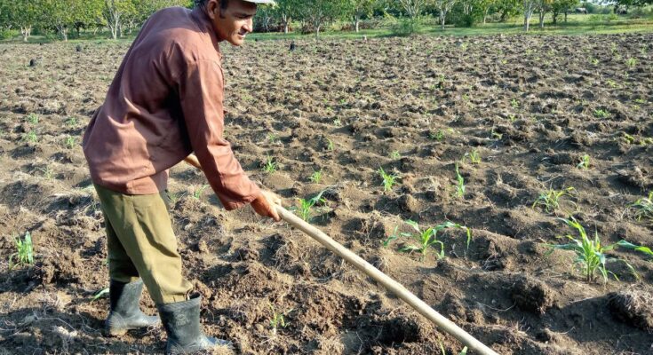 ¿Cómo cierra el sector agrícola de Contramaestre el 2024?   1 Cierre del sector agrícola en Contramaestre en el 2024