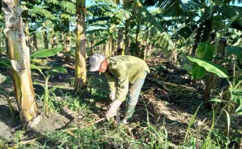 Osniel López productor que apuesta por el cultivo del plátano en Contramaestre 6 Osniel López productor que apuesta por el cultivo del plátano en Contramaestre