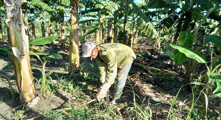 Osniel López productor que apuesta por el cultivo del plátano en Contramaestre 1 Osniel López productor que apuesta por el cultivo del plátano en Contramaestre