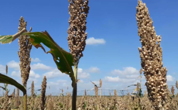 Cultivo del sorgo en Contramaestre