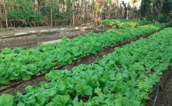 Extensionista agrario de Contramaestre