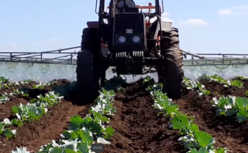 Economía superavitaria en Contramaestre