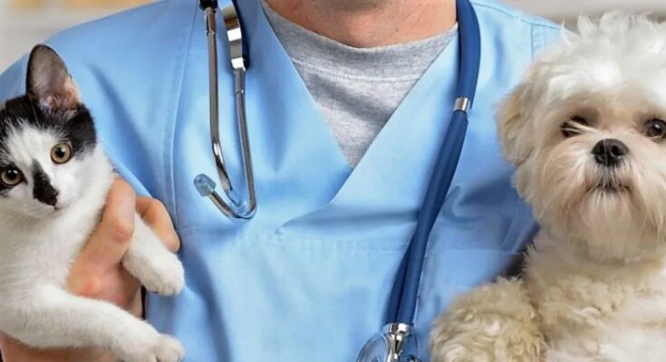 Veterinarios: profesionales que defienden la salud animal 1 Día del veterinario